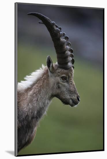 Alpine Ibex (Capra Ibex Ibex) Portrait, Hohe Tauern National Park, Austria, July 2008-Lesniewski-Mounted Photographic Print