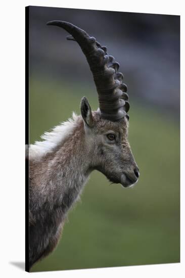 Alpine Ibex (Capra Ibex Ibex) Portrait, Hohe Tauern National Park, Austria, July 2008-Lesniewski-Stretched Canvas