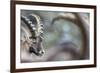 Alpine Ibex (Capra Ibex), Portrait Of Young Male. Alps, Aosta Valley-David Pattyn-Framed Photographic Print