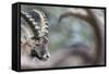 Alpine Ibex (Capra Ibex), Portrait Of Young Male. Alps, Aosta Valley-David Pattyn-Framed Stretched Canvas