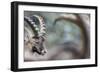 Alpine Ibex (Capra Ibex), Portrait Of Young Male. Alps, Aosta Valley-David Pattyn-Framed Photographic Print