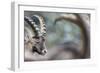 Alpine Ibex (Capra Ibex), Portrait Of Young Male. Alps, Aosta Valley-David Pattyn-Framed Photographic Print