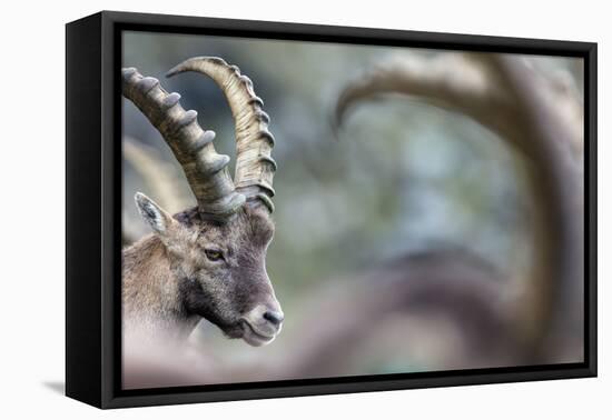Alpine Ibex (Capra Ibex), Portrait Of Young Male. Alps, Aosta Valley-David Pattyn-Framed Stretched Canvas