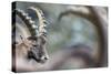 Alpine Ibex (Capra Ibex), Portrait Of Young Male. Alps, Aosta Valley-David Pattyn-Stretched Canvas