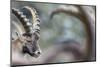 Alpine Ibex (Capra Ibex), Portrait Of Young Male. Alps, Aosta Valley-David Pattyn-Mounted Photographic Print