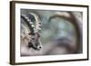 Alpine Ibex (Capra Ibex), Portrait Of Young Male. Alps, Aosta Valley-David Pattyn-Framed Photographic Print