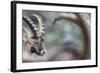 Alpine Ibex (Capra Ibex), Portrait Of Young Male. Alps, Aosta Valley-David Pattyn-Framed Photographic Print