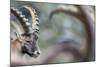 Alpine Ibex (Capra Ibex), Portrait Of Young Male. Alps, Aosta Valley-David Pattyn-Mounted Photographic Print