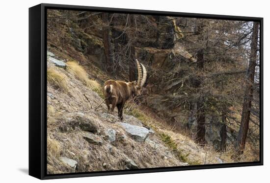 Alpine ibex (capra ibex), Valsavarenche, Gran Paradiso National Park, Aosta Valley, Italy.-Sergio Pitamitz-Framed Stretched Canvas