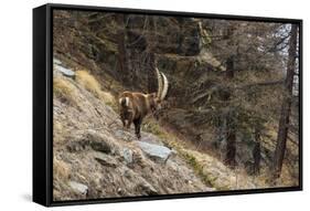 Alpine ibex (capra ibex), Valsavarenche, Gran Paradiso National Park, Aosta Valley, Italy.-Sergio Pitamitz-Framed Stretched Canvas