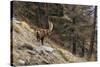 Alpine ibex (capra ibex), Valsavarenche, Gran Paradiso National Park, Aosta Valley, Italy.-Sergio Pitamitz-Stretched Canvas