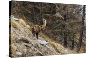 Alpine ibex (capra ibex), Valsavarenche, Gran Paradiso National Park, Aosta Valley, Italy.-Sergio Pitamitz-Stretched Canvas