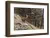 Alpine ibex (capra ibex), Valsavarenche, Gran Paradiso National Park, Aosta Valley, Italy.-Sergio Pitamitz-Framed Premium Photographic Print