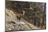 Alpine ibex (capra ibex), Valsavarenche, Gran Paradiso National Park, Aosta Valley, Italy.-Sergio Pitamitz-Mounted Premium Photographic Print