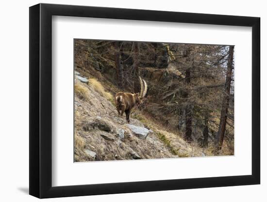 Alpine ibex (capra ibex), Valsavarenche, Gran Paradiso National Park, Aosta Valley, Italy.-Sergio Pitamitz-Framed Photographic Print