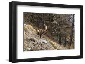 Alpine ibex (capra ibex), Valsavarenche, Gran Paradiso National Park, Aosta Valley, Italy.-Sergio Pitamitz-Framed Photographic Print