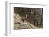 Alpine ibex (capra ibex), Valsavarenche, Gran Paradiso National Park, Aosta Valley, Italy.-Sergio Pitamitz-Framed Photographic Print