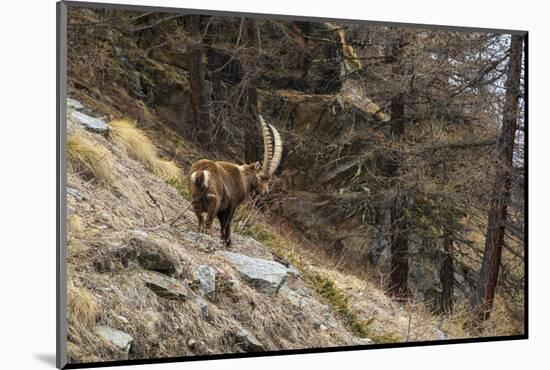 Alpine ibex (capra ibex), Valsavarenche, Gran Paradiso National Park, Aosta Valley, Italy.-Sergio Pitamitz-Mounted Photographic Print