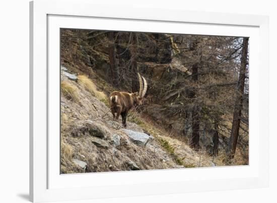 Alpine ibex (capra ibex), Valsavarenche, Gran Paradiso National Park, Aosta Valley, Italy.-Sergio Pitamitz-Framed Photographic Print