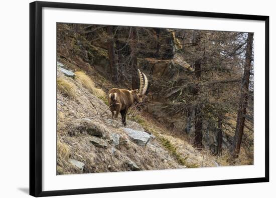 Alpine ibex (capra ibex), Valsavarenche, Gran Paradiso National Park, Aosta Valley, Italy.-Sergio Pitamitz-Framed Photographic Print