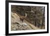 Alpine ibex (capra ibex), Valsavarenche, Gran Paradiso National Park, Aosta Valley, Italy.-Sergio Pitamitz-Framed Photographic Print