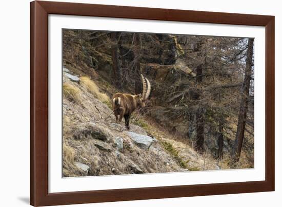 Alpine ibex (capra ibex), Valsavarenche, Gran Paradiso National Park, Aosta Valley, Italy.-Sergio Pitamitz-Framed Photographic Print