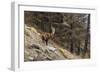 Alpine ibex (capra ibex), Valsavarenche, Gran Paradiso National Park, Aosta Valley, Italy.-Sergio Pitamitz-Framed Photographic Print