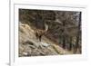 Alpine ibex (capra ibex), Valsavarenche, Gran Paradiso National Park, Aosta Valley, Italy.-Sergio Pitamitz-Framed Photographic Print