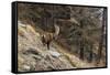 Alpine ibex (capra ibex), Valsavarenche, Gran Paradiso National Park, Aosta Valley, Italy.-Sergio Pitamitz-Framed Stretched Canvas