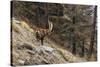 Alpine ibex (capra ibex), Valsavarenche, Gran Paradiso National Park, Aosta Valley, Italy.-Sergio Pitamitz-Stretched Canvas