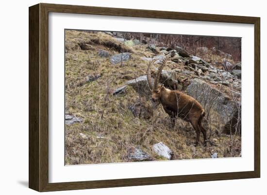 Alpine ibex (capra ibex), Valsavarenche, Gran Paradiso National Park, Aosta Valley, Italy.-Sergio Pitamitz-Framed Photographic Print