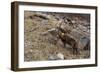 Alpine ibex (capra ibex), Valsavarenche, Gran Paradiso National Park, Aosta Valley, Italy.-Sergio Pitamitz-Framed Photographic Print