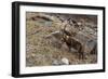 Alpine ibex (capra ibex), Valsavarenche, Gran Paradiso National Park, Aosta Valley, Italy.-Sergio Pitamitz-Framed Photographic Print