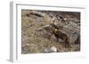 Alpine ibex (capra ibex), Valsavarenche, Gran Paradiso National Park, Aosta Valley, Italy.-Sergio Pitamitz-Framed Photographic Print