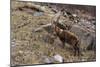 Alpine ibex (capra ibex), Valsavarenche, Gran Paradiso National Park, Aosta Valley, Italy.-Sergio Pitamitz-Mounted Photographic Print