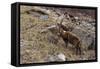 Alpine ibex (capra ibex), Valsavarenche, Gran Paradiso National Park, Aosta Valley, Italy.-Sergio Pitamitz-Framed Stretched Canvas