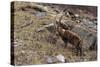 Alpine ibex (capra ibex), Valsavarenche, Gran Paradiso National Park, Aosta Valley, Italy.-Sergio Pitamitz-Stretched Canvas