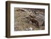 Alpine ibex (capra ibex), Valsavarenche, Gran Paradiso National Park, Aosta Valley, Italy.-Sergio Pitamitz-Framed Photographic Print