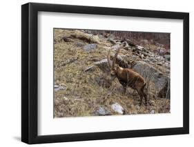 Alpine ibex (capra ibex), Valsavarenche, Gran Paradiso National Park, Aosta Valley, Italy.-Sergio Pitamitz-Framed Photographic Print