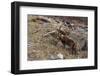 Alpine ibex (capra ibex), Valsavarenche, Gran Paradiso National Park, Aosta Valley, Italy.-Sergio Pitamitz-Framed Photographic Print