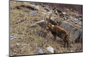 Alpine ibex (capra ibex), Valsavarenche, Gran Paradiso National Park, Aosta Valley, Italy.-Sergio Pitamitz-Mounted Photographic Print