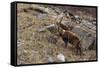 Alpine ibex (capra ibex), Valsavarenche, Gran Paradiso National Park, Aosta Valley, Italy.-Sergio Pitamitz-Framed Stretched Canvas