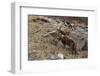 Alpine ibex (capra ibex), Valsavarenche, Gran Paradiso National Park, Aosta Valley, Italy.-Sergio Pitamitz-Framed Premium Photographic Print