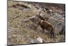 Alpine ibex (capra ibex), Valsavarenche, Gran Paradiso National Park, Aosta Valley, Italy.-Sergio Pitamitz-Mounted Premium Photographic Print