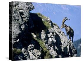 Alpine Ibex,Niederhorn, Interlaken, Switzerland-Rolf Nussbaumer-Stretched Canvas