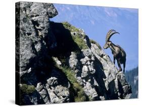 Alpine Ibex,Niederhorn, Interlaken, Switzerland-Rolf Nussbaumer-Stretched Canvas