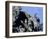 Alpine Ibex,Niederhorn, Interlaken, Switzerland-Rolf Nussbaumer-Framed Photographic Print