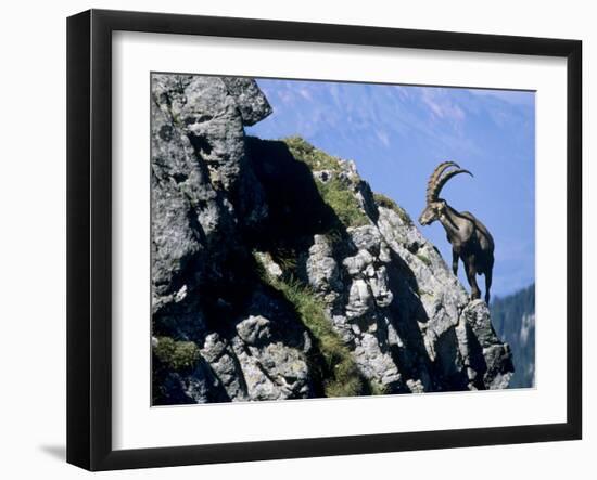 Alpine Ibex,Niederhorn, Interlaken, Switzerland-Rolf Nussbaumer-Framed Photographic Print