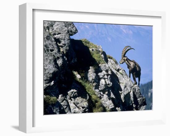 Alpine Ibex,Niederhorn, Interlaken, Switzerland-Rolf Nussbaumer-Framed Photographic Print