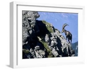 Alpine Ibex,Niederhorn, Interlaken, Switzerland-Rolf Nussbaumer-Framed Photographic Print